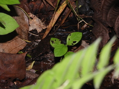 Limnonectes paramacrodon