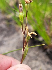 Disa obliqua