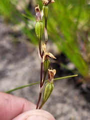 Disa obliqua