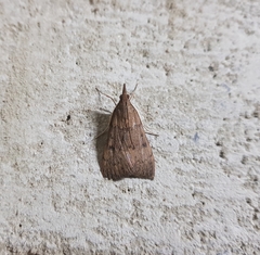 Uresiphita ornithopteralis