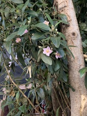 Lagunaria
