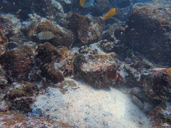 Chaetodon multicinctus