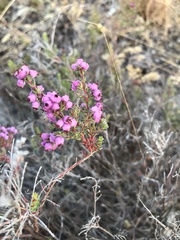 Erica turgida