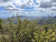 Sideroxylon peninsulare