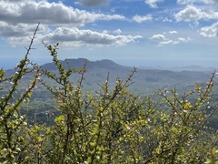 Sideroxylon peninsulare