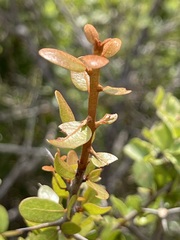 Sideroxylon peninsulare