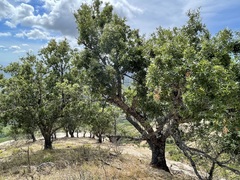 Quercus devia