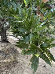 Quercus devia