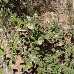 Pomaderris prunifolia