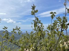 Bernardia lagunensis