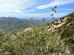 Bernardia lagunensis