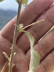 Bernardia lagunensis