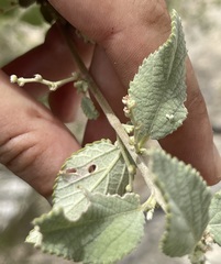 Bernardia lagunensis