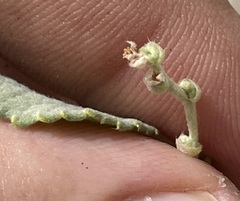 Bernardia lagunensis
