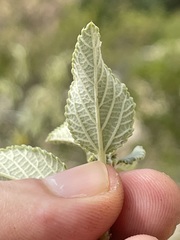 Bernardia lagunensis