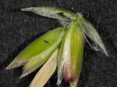 Poa ensiformis