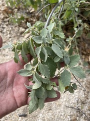 Bernardia lagunensis