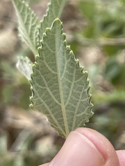 Bernardia lagunensis