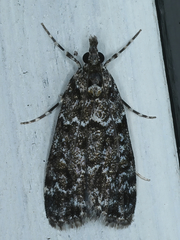 Scoparia syntaracta
