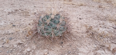 Coryphantha poselgeriana
