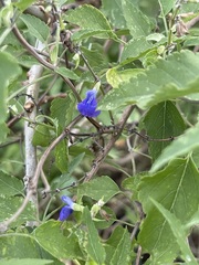 Salvia similis