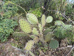 Opuntia bravoana