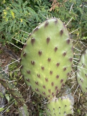 Opuntia bravoana