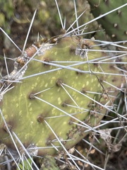 Opuntia bravoana