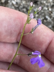 Lobelia aurita