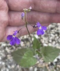 Lobelia aurita
