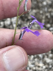 Lobelia aurita