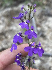 Lobelia aurita
