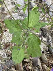 Lobelia aurita