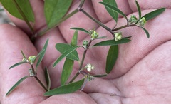 Euphorbia lagunensis