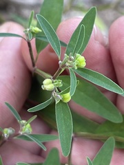 Euphorbia lagunensis
