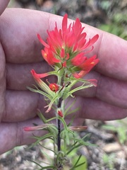 Castilleja bryantii