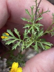 Tagetes subulata