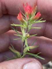 Castilleja bryantii