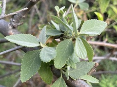 Bernardia lagunensis