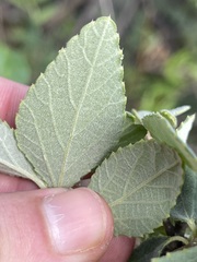Bernardia lagunensis