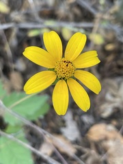 Heliopsis anomala