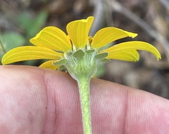 Heliopsis anomala