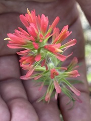 Castilleja bryantii
