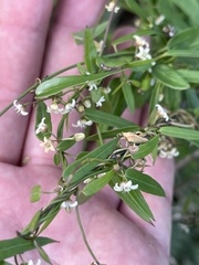 Metastelma californicum
