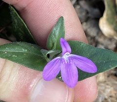 Justicia austrocapensis