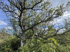 Bursera cerasiifolia