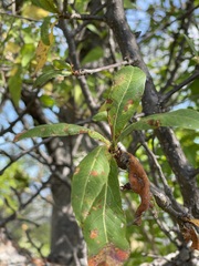 Bursera cerasiifolia