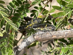 Hippomelas planicauda