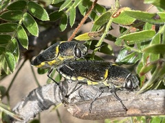 Hippomelas planicauda