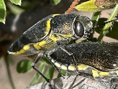 Hippomelas planicauda